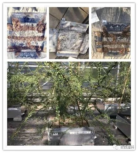 【喜大普奔】歐西建科耐根穿刺防水卷材順利通過北京園林所檢測！